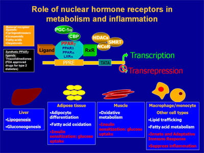 Role of nuclear hormone receptors in metabolism and inflammation.
